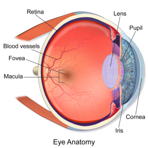 Anatomie des Auges