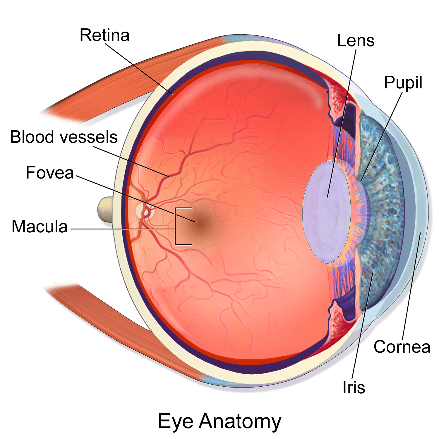 Eye Tracking 101: What Is It & How Does It Work In Real Life? - Eyeware